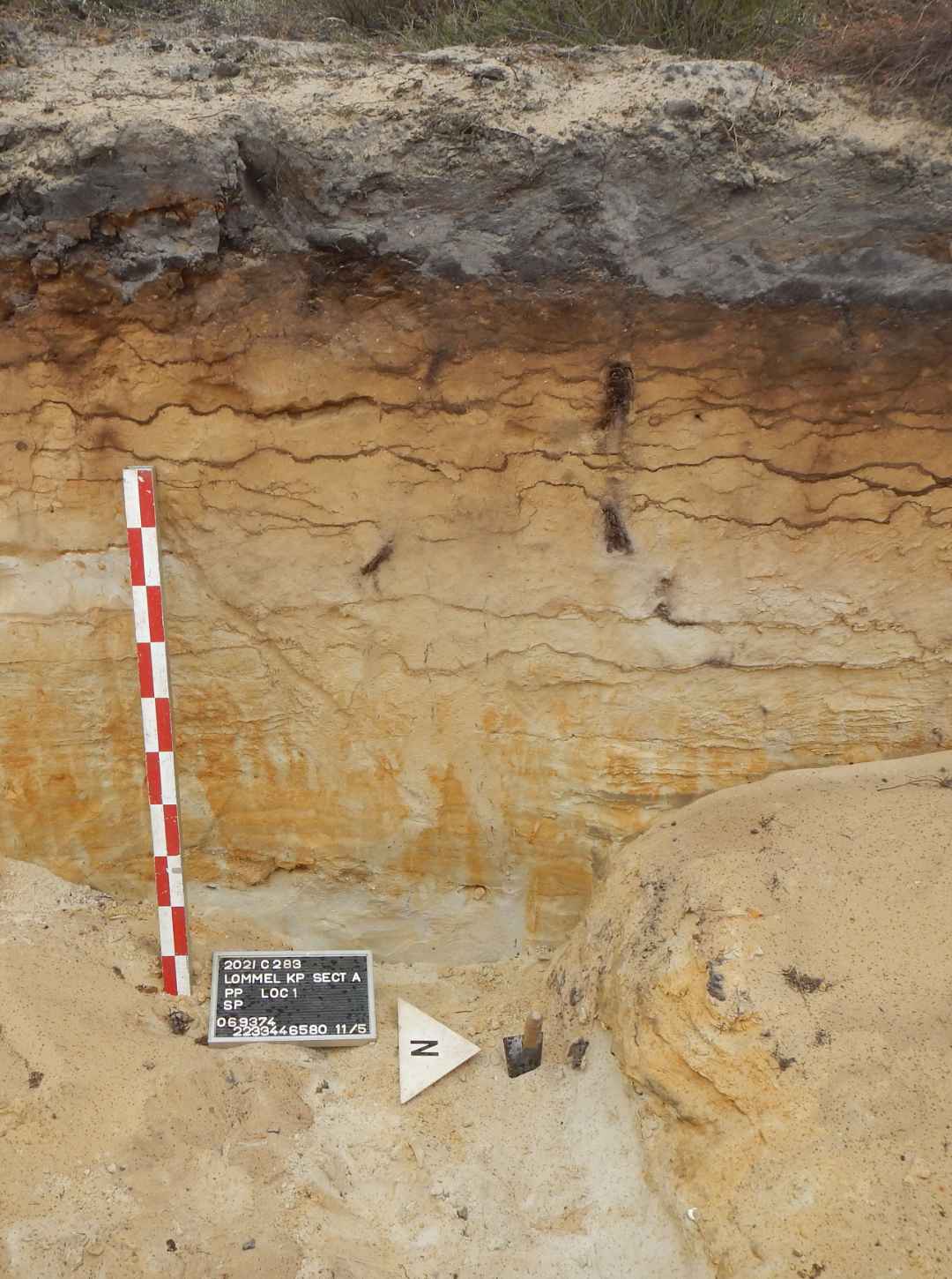 Archeoworks Lommel verstoorde Podzol en Usselo paleobodem1